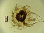 Pic. 11. Whole medusa (Bottom Illum/ Full trans.